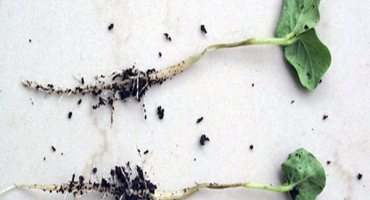 Co dělat s černou nohou v okurkách, jak bojovat a zachránit